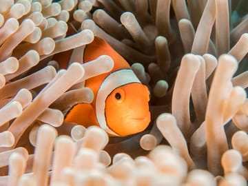 Clown fish