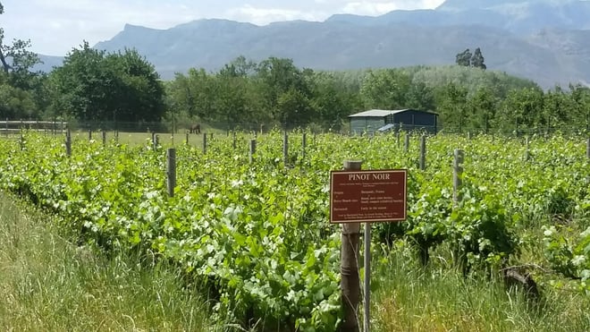 CAPE TOWN  :FULL-DAY  WINE  TASTING TOUR WITH  WINE  TRAM - Photo 10
