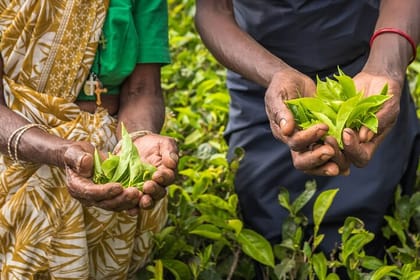 Tea Plucking and Tea Factory Visit from Kandy