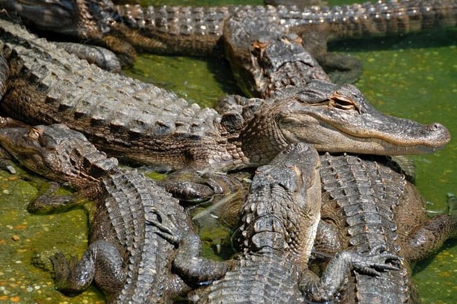 Everglade National Park and Airboat Tour From North Miami Beach