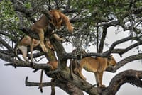 Lake Manyara national park