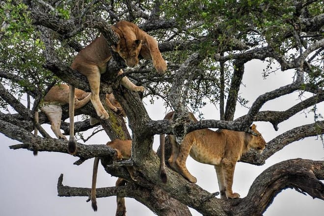 Lake Manyara national park
