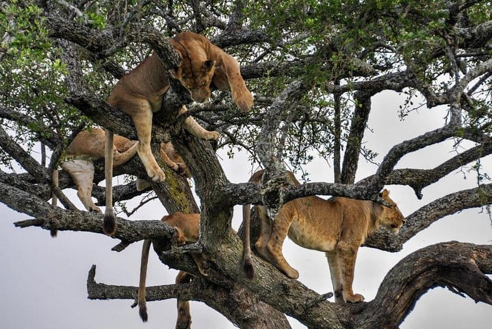 Lake Manyara national park