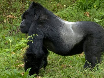 12 Days wildebeest migration Masai Mara Nakuru Uganda gorilla trekking safari