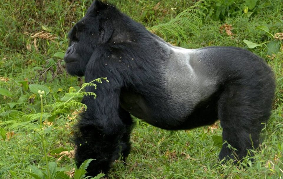 12 Days wildebeest migration Masai Mara Nakuru Uganda gorilla trekking safari