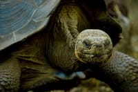 Galapagos Fauna