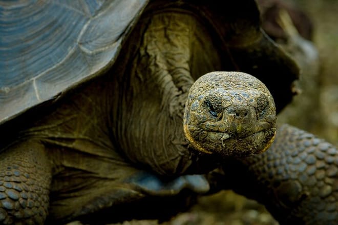 Galapagos Fauna