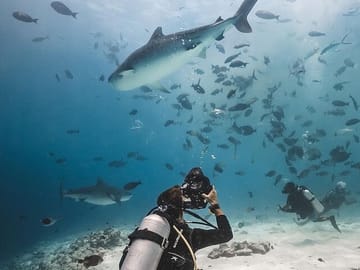 Tiger Shark Diving Experience in Fuvahmulah Island