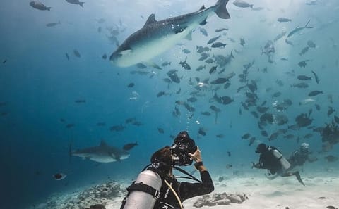 Tiger Shark Diving Experience in Fuvahmulah Island