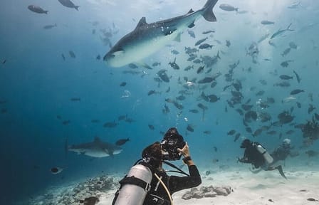 Tiger Shark Diving Experience in Fuvahmulah Island