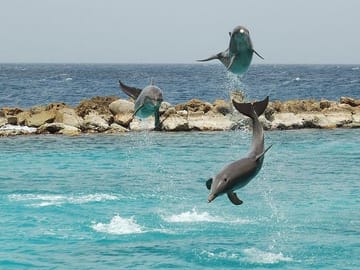 Snorkeling Adventure at Dolphin House in Hurghada, Egypt