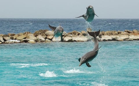 Snorkeling Adventure at Dolphin House in Hurghada, Egypt