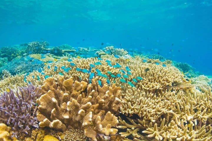 Grand Cayman 3-Stop Adventure: Stingray City & Reef Snorkeling 4