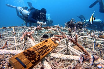 Snorkeling Adventure at Livingseas Coral Restoration Site, Bali