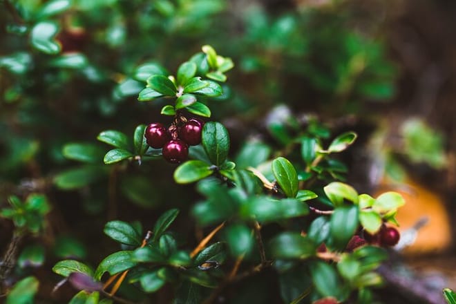 Berry & Mushroom Picking Tour in Rovaniemi