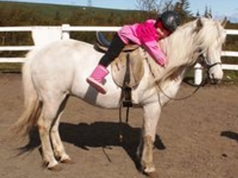 Horses and Waffles, photo 2