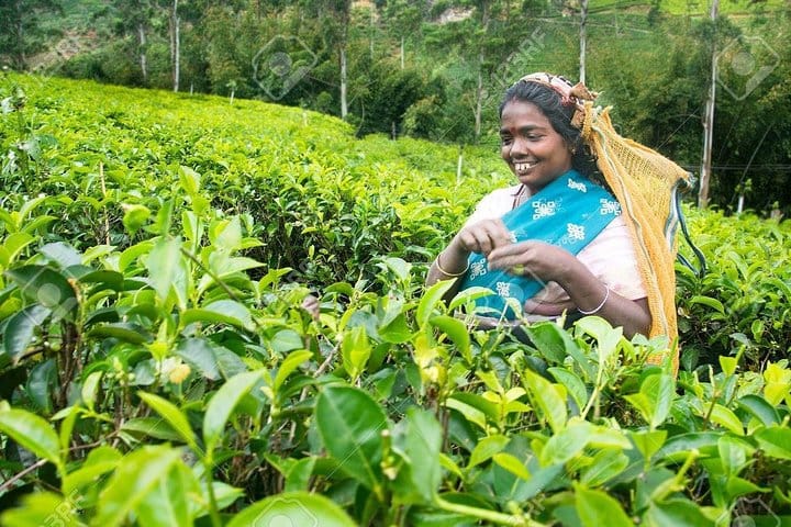 4 Days Tour to Kandy, Sigiriya & Nuwara Eliya