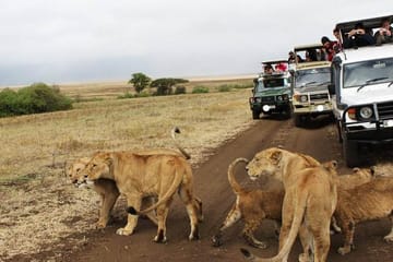 8day Best of Tanzania Wildlife Lodge Safari