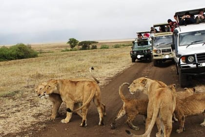 8day Best of Tanzania Wildlife Lodge Safari