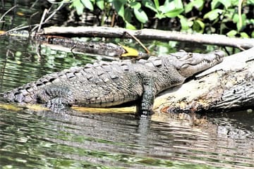 YS Falls and Black River Safari Tour from Montego Bay