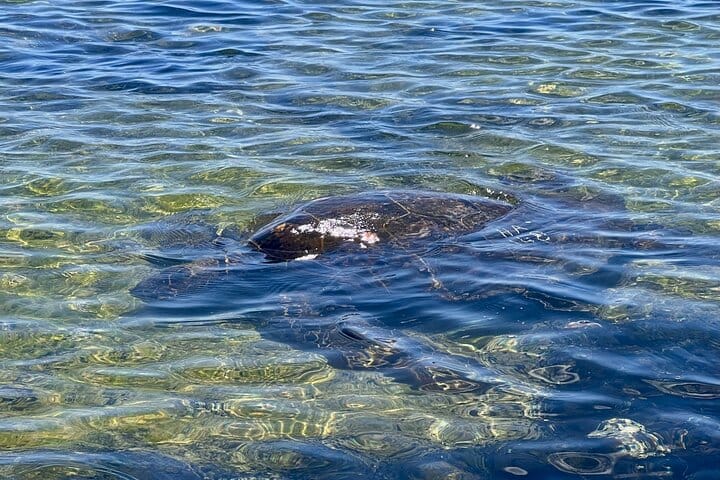 Kona Port: Private History & Farmer’s Market Excursion