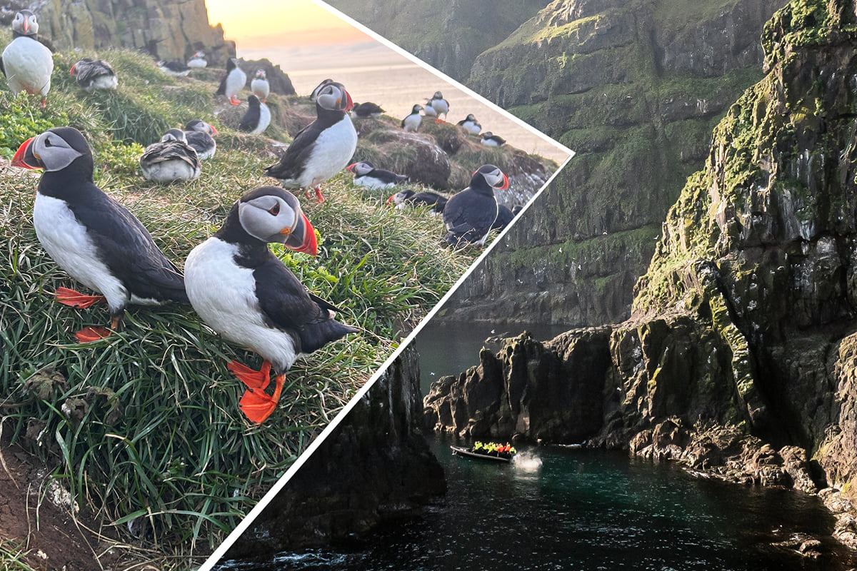 Puffin & Wildlife RIB Safari, Iceland