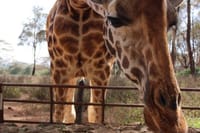 Best Day Tour Giraffe Center, Elephant Orphanage and Kobe Beads  9