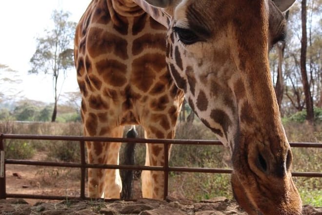 Best Day Tour Giraffe Center, Elephant Orphanage and Kobe Beads  9