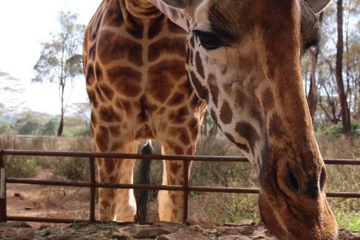 Best Day Tour Giraffe Center, Elephant Orphanage and Kobe Beads  9