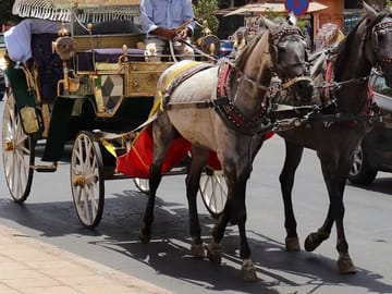 Horse Carriage Tour Through Historic Fes, Morocco