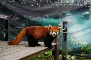 Yanoda Rainforest and Glass Skywalk Day Tour in Sanya