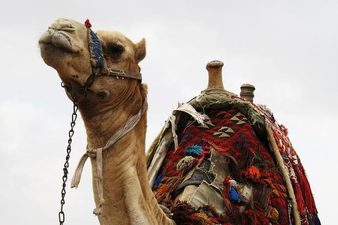 Camel Ride Tour in Marrakech 9