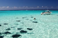 Grand Cayman Stingray City and Snorkeling with Beach Lunch 5