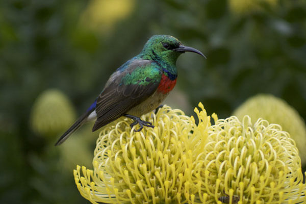 Sunbird perched on a protea, highlighting Cape Peninsula flora