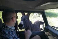Akamas wildlife animals