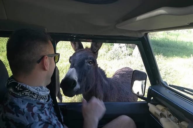 Akamas wildlife animals