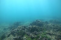 Snorkeling in Unawatuna 5