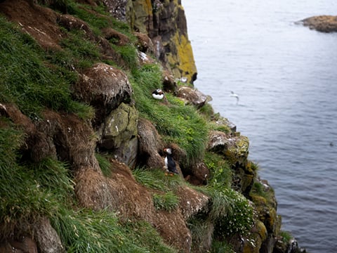 Seyðisfjörður: Puffins, Reindeer & Eastfjords Tour, photo 15