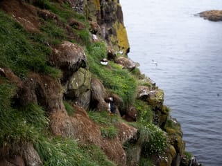 Seyðisfjörður: Puffins, Reindeer & Eastfjords Tour, photo 15