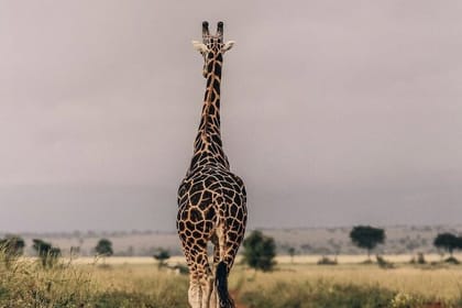 3 Days Murchison Falls NP Safari