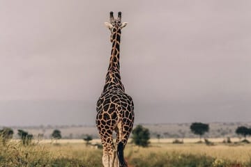 3-Day Safari and ATV Adventure in Murchison Falls NP