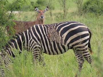 One-Day Wildlife Tour in Akagera National Park, Rwanda