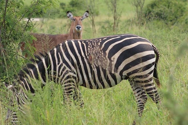 1-Day Akagera National Park 2