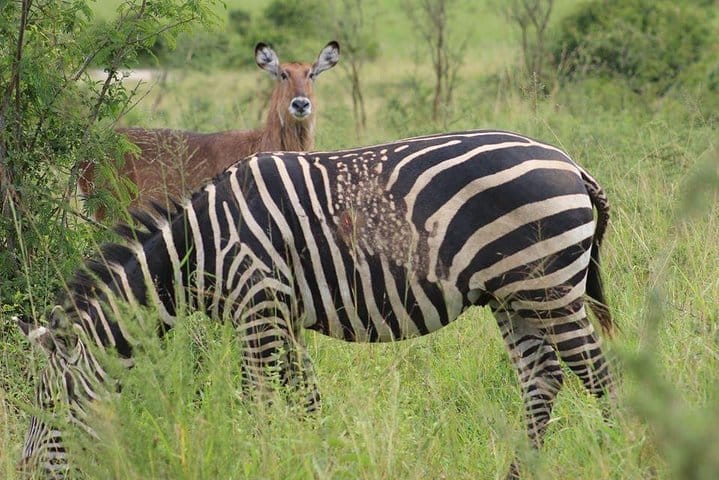 1-Day Akagera National Park 2