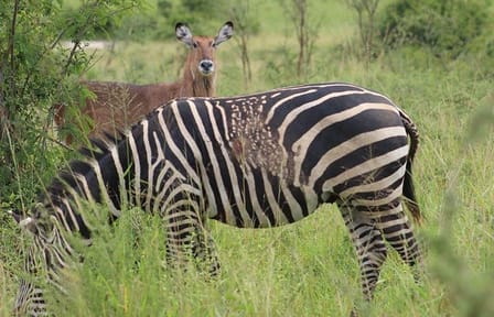 One-Day Wildlife Tour in Akagera National Park, Rwanda