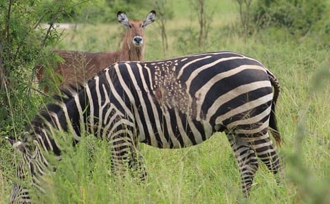 One-Day Wildlife Tour in Akagera National Park, Rwanda
