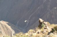Full Day Colca Canyon Tour 5