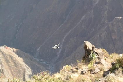 Full Day Colca Canyon Tour