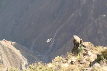 Full Day Colca Canyon Tour from Arequipa with Cultural Stops