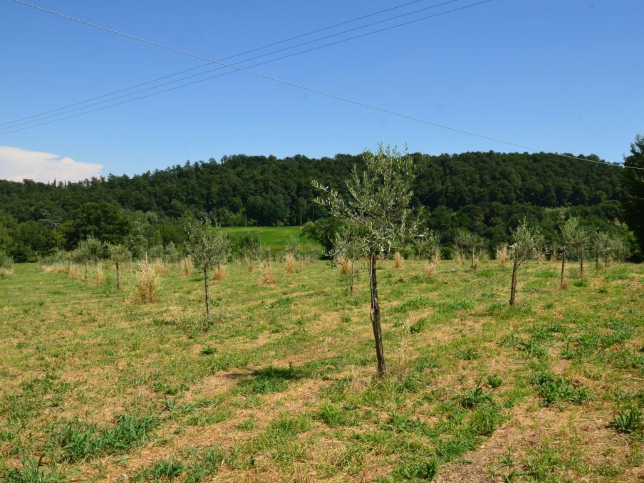 Olive Mill Tour with Oil and Food Tasting in Chianciano
